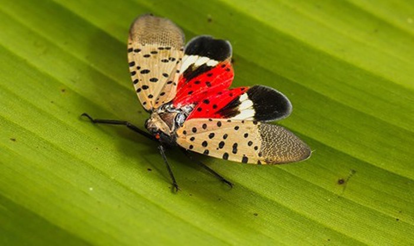 spotted lantern fly