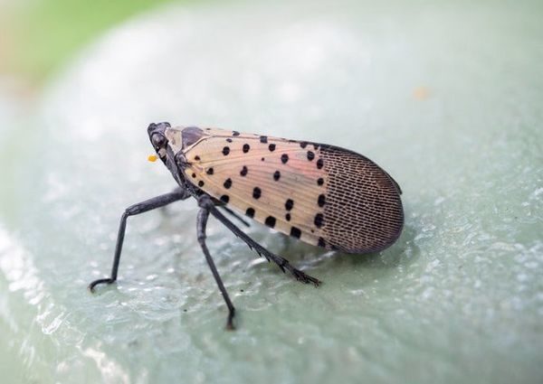Click to enlarge lanternfly