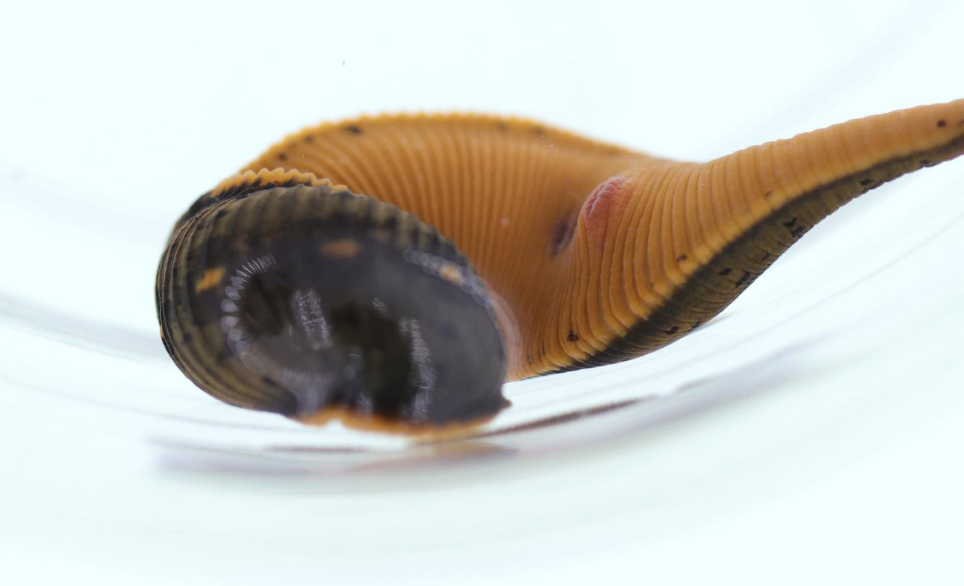 leech