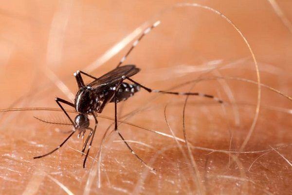 mosquito