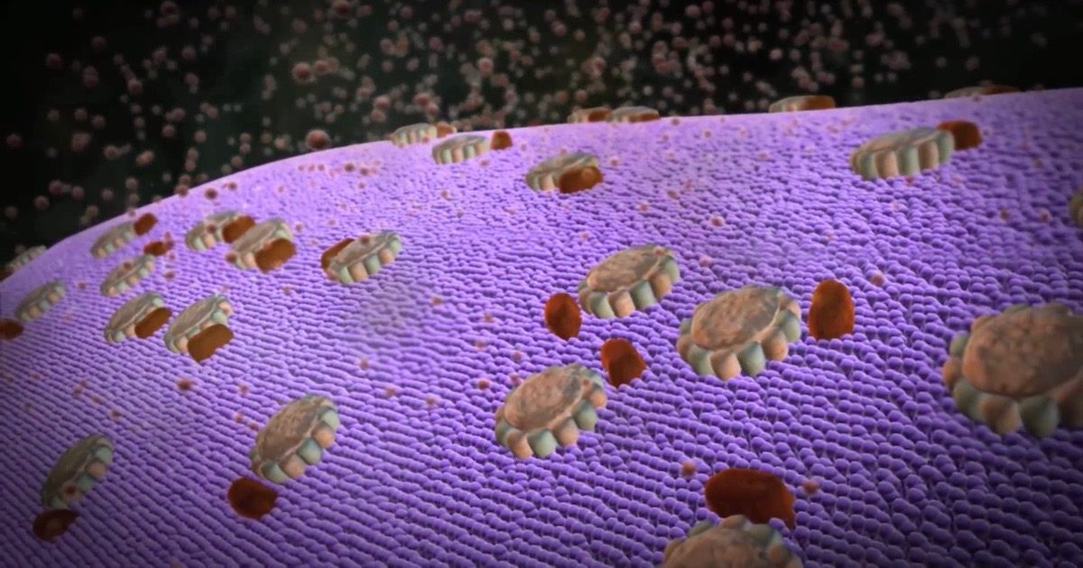 cells