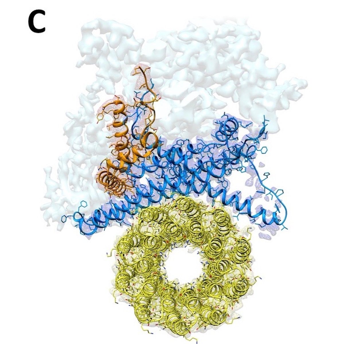 Click to enlarge atp synthase