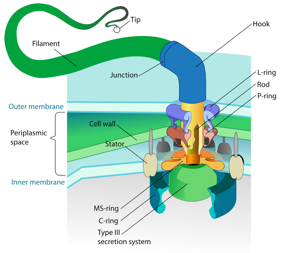 Click to enlarge flagellum