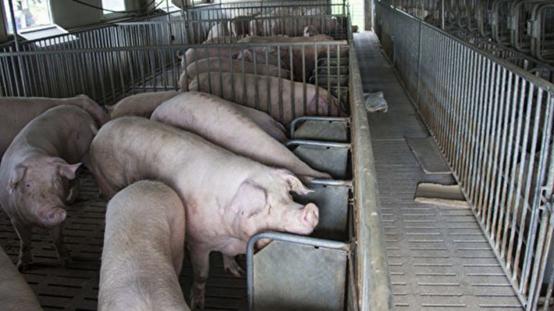 pigs