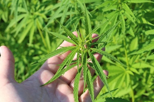 Hemp