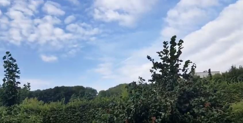 Trumpeting sounds in Heidelberg, Germany