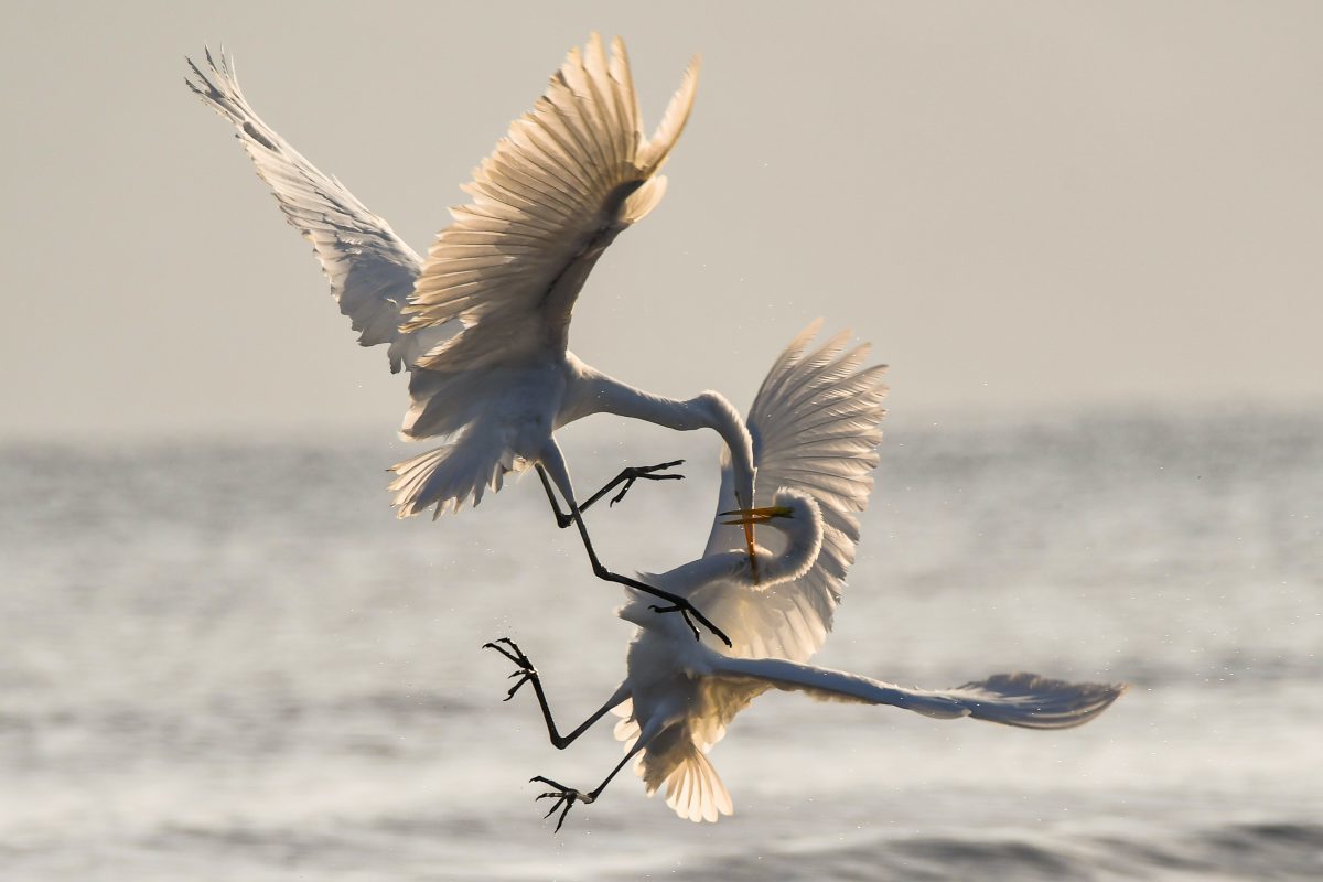 storks fighting