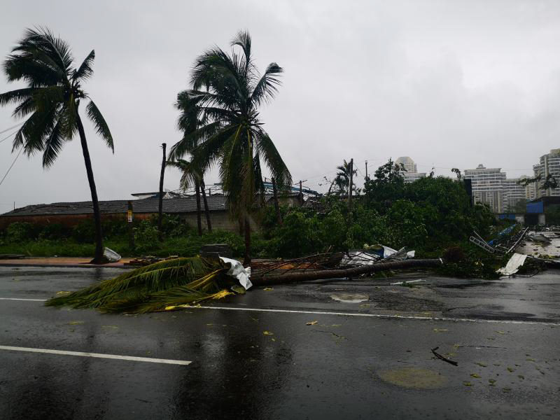 Some trees are uprooted by a sudden tornado