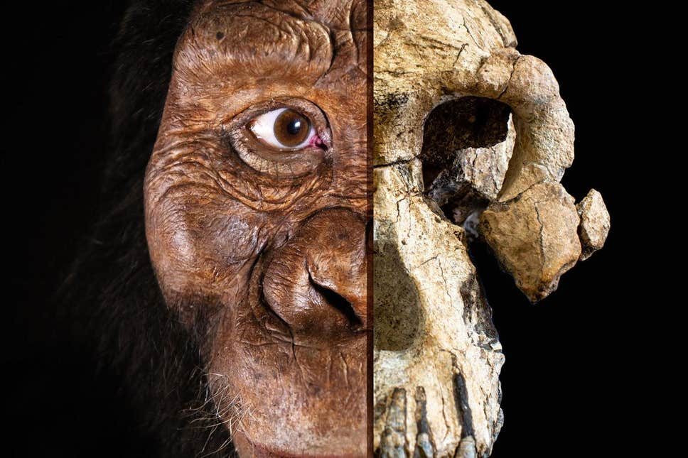 human ancestor