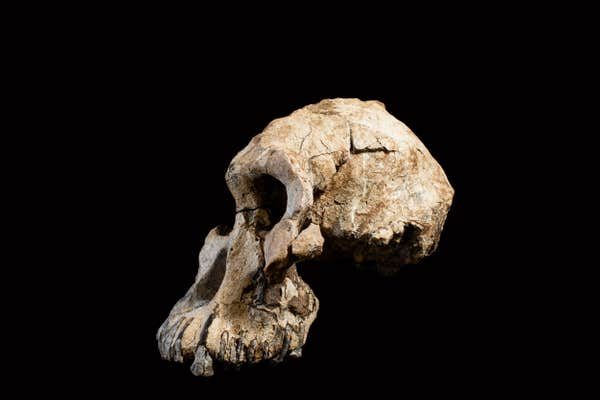 Click to enlarge Australopithecus