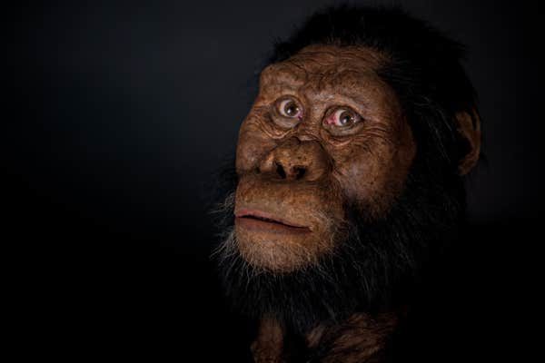 Click to enlarge australopithecus