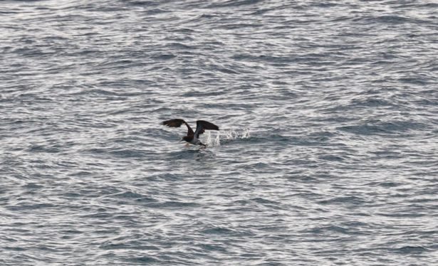 Click to enlarge Images taken by a bird-watcher in Cornwall show the brown booby fishing off the coast in St Ives.