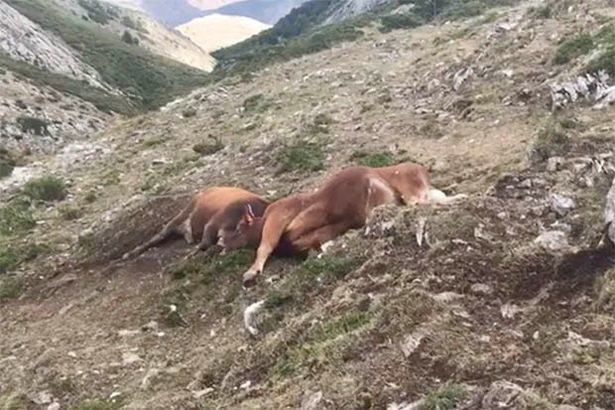 20 cows were killed by lightning