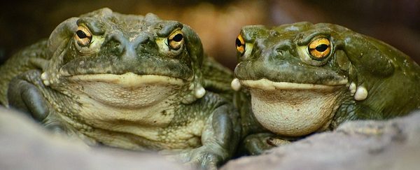 Toads
