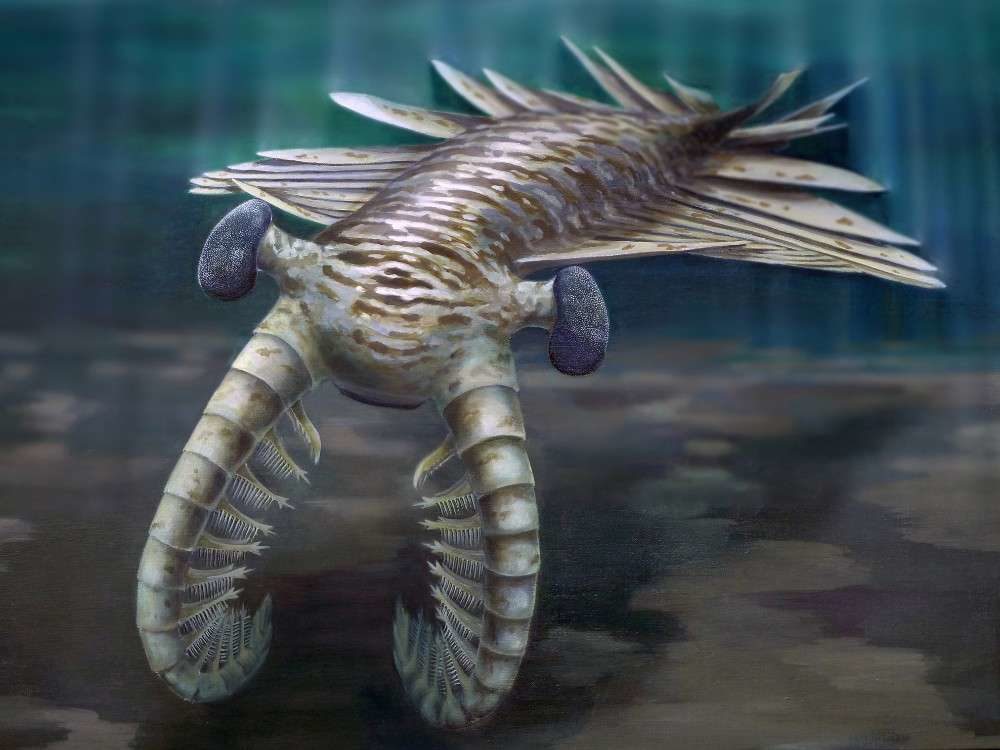Click to enlarge cambrian explosion evolution darwin
