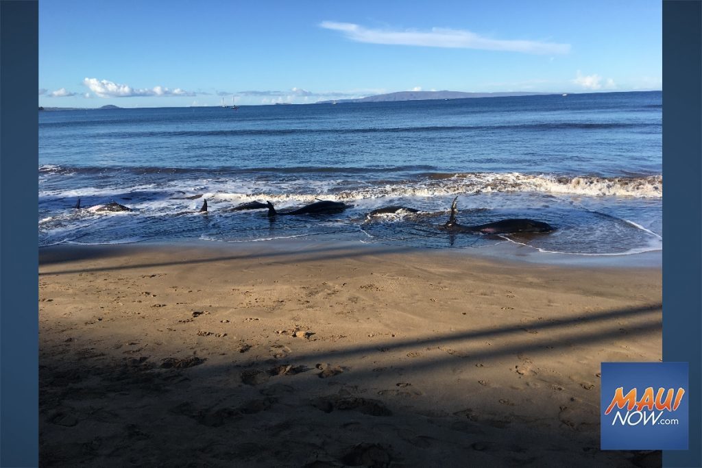 DEAD WHALES