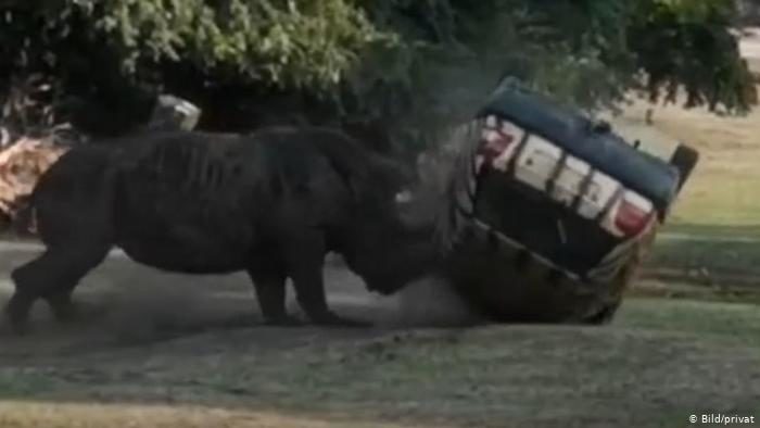 Kusini the rhinoceros overturns a small vehicle carrying a parkkeeper, who emerged unscathed.