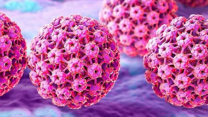 Click to enlarge virus papioma