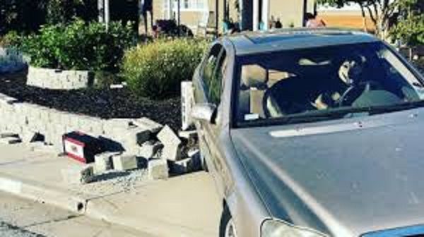 Dog in car