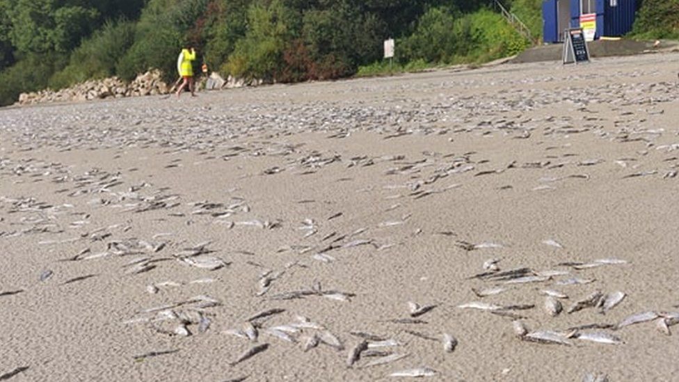 dead fish