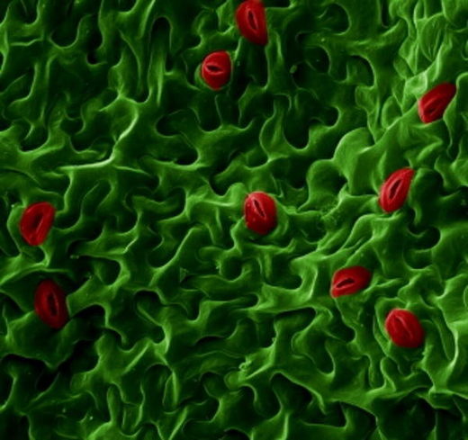 Click to enlarge plant epidermis cells