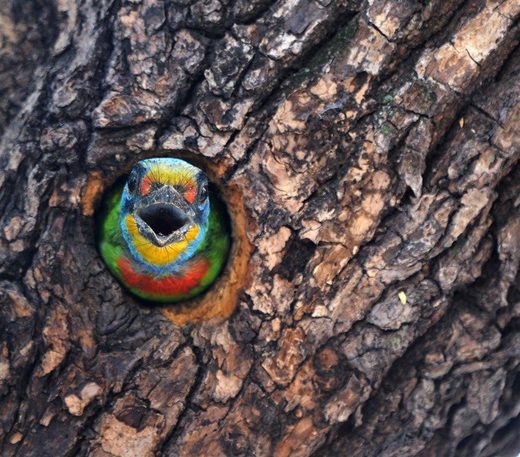 Click to enlarge black-browed barbet
