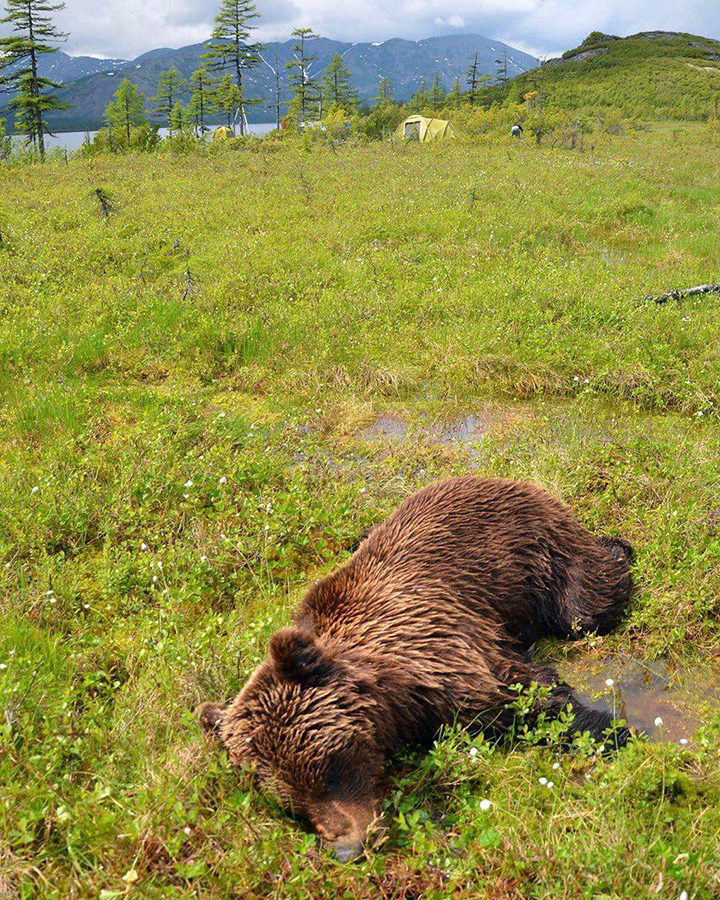 The bear was shot dead after the attack