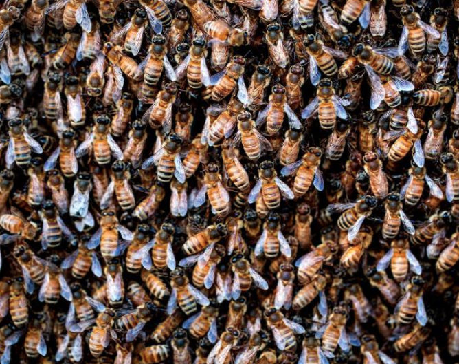 Click to enlarge bees