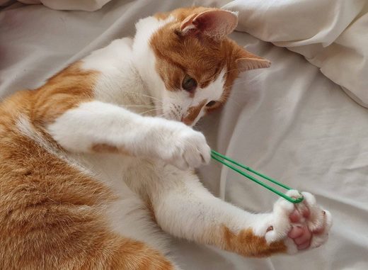 Click to enlarge cat : Should work ...