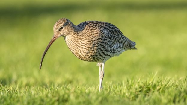 Click to enlarge curlew