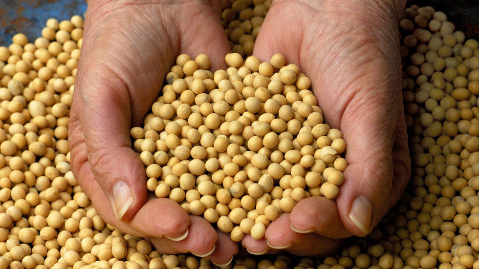 soybeans