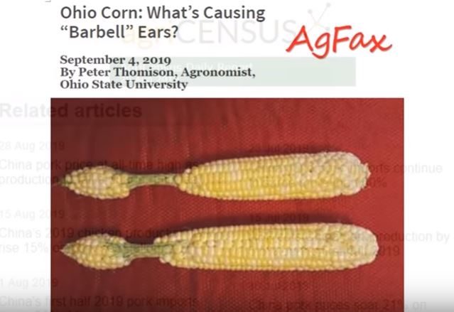Deformed corn