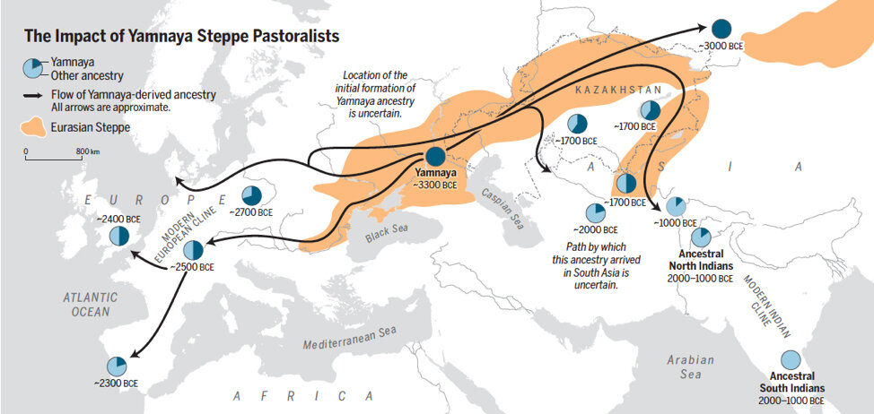 Click to enlarge ancient dna yamnaya