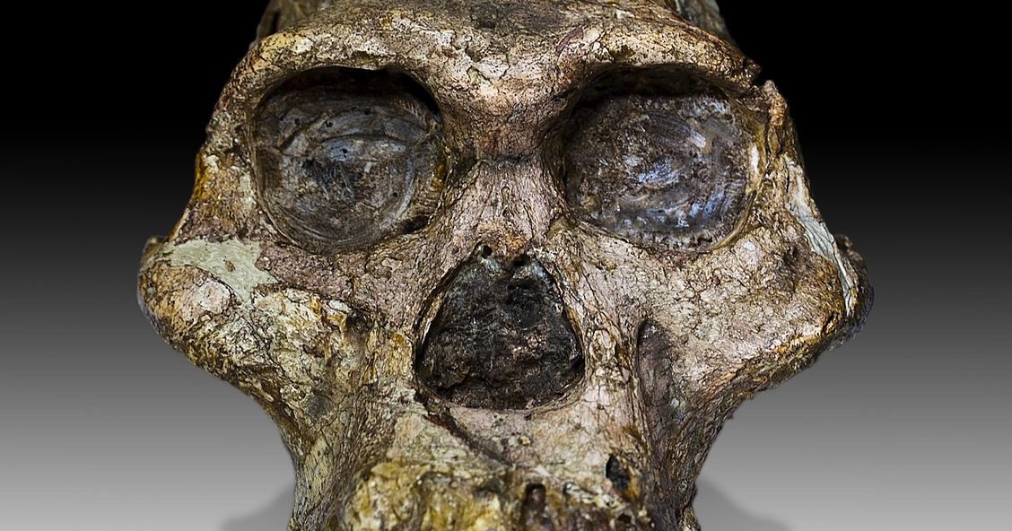 Australopithecus africanus skull