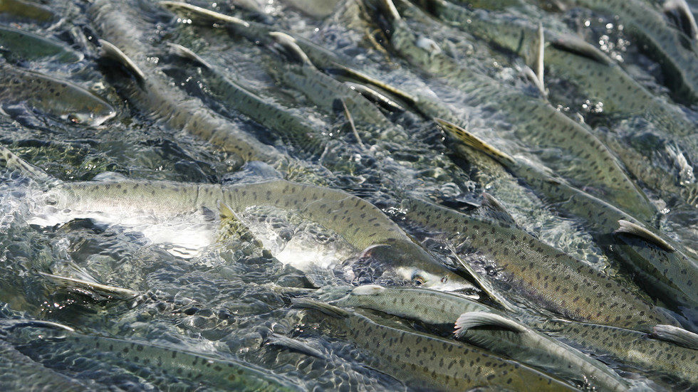 Click to enlarge Pink salmon