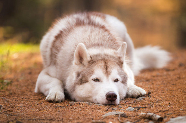 Click to enlarge Mystery illness kills dogs in Norway
