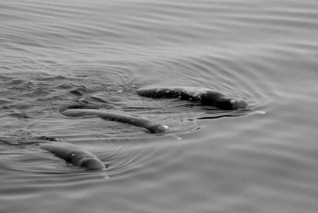 beaked whales