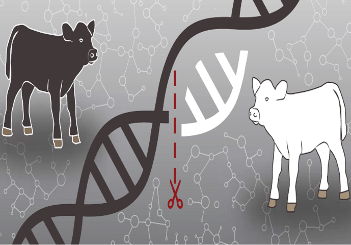gene edited cattle