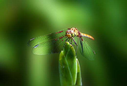 Click to enlarge The Green World