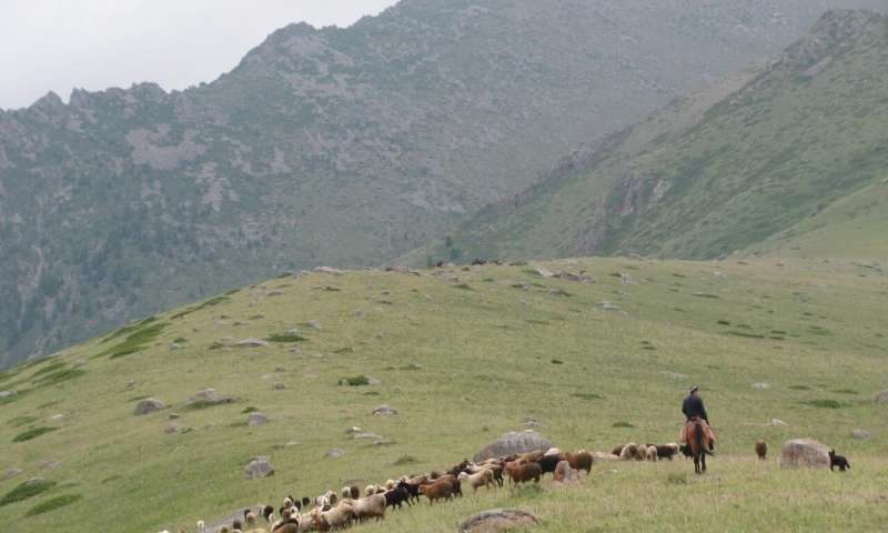 Dzhungar