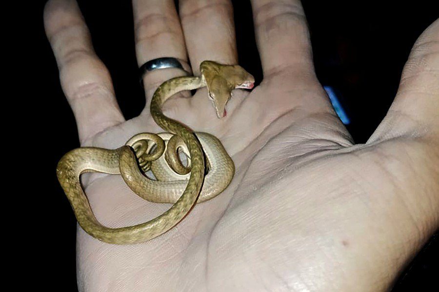 A rare two-headed snake is seen in the palm of a person's hand in Tabanan, on the resort island of Bali.