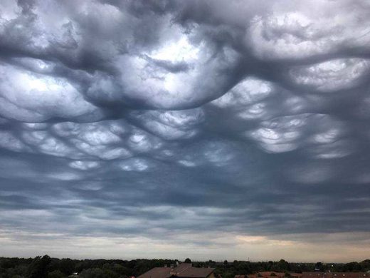 Click to enlarge undulatus asperatus italy