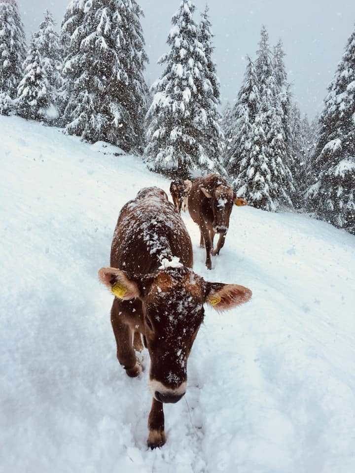 Winter in Livigno, north Italy on September 8