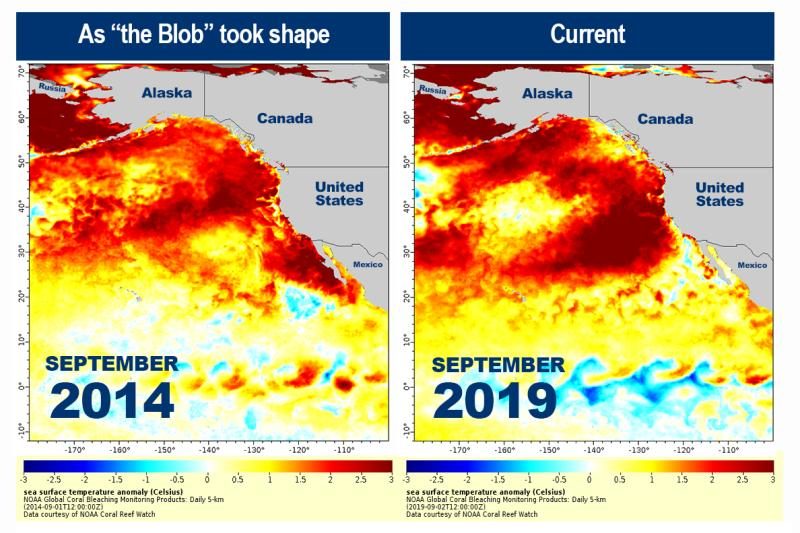 The Blob 2019