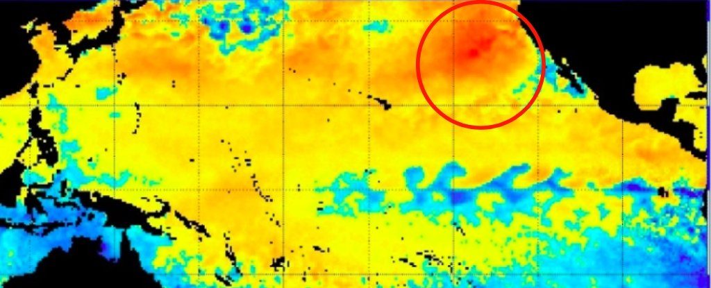 Pacific Blob 2019