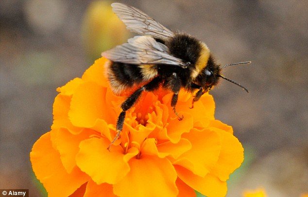 Click to enlarge bumblebee