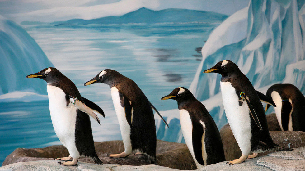 Long-tailed Gentoo Penguins of indeterminate gender at a zoo in Krasnoyarsk, Russia