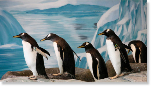 Long-tailed Gentoo Penguins of indeterminate gender at a zoo in Krasnoyarsk, Russia