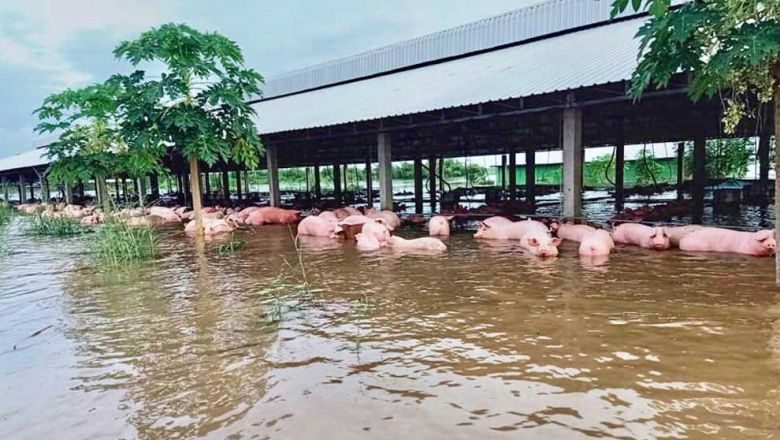 Farm owner Nornn Vanny lost more than 700 pigs due to flash floods in Preah Vihear province’s Tbeng Meanchey district on Monday