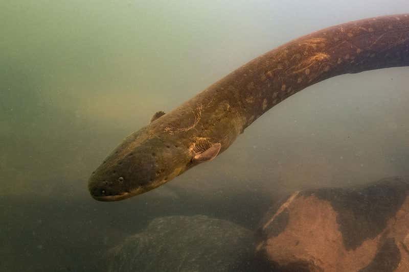 newly discovered electric eel species